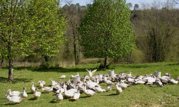 PRODUITS FERMIER CANARD – GAEC LA FONCADE